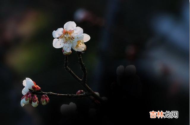 曾经风靡一时的朋友圈 学会了不再从朋友圈里，翻看谁才是真正的朋友