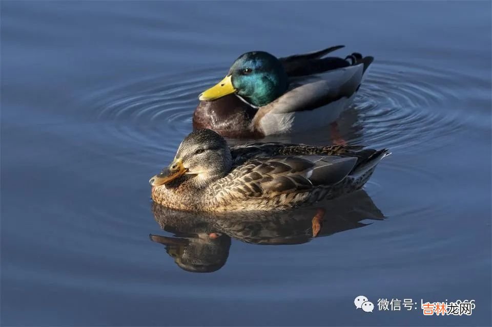 职场中，所有的能力问题，背后隐藏的都是态度问题