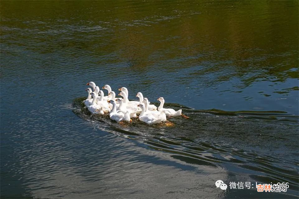 职场中，所有的能力问题，背后隐藏的都是态度问题