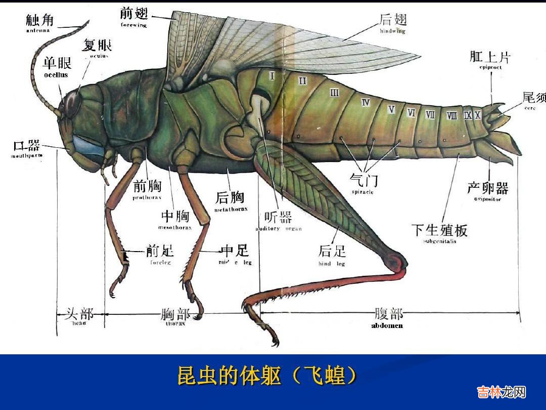 节肢动物的主要特征是什么  节肢动物的主要特征