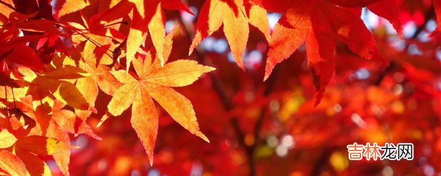 秋天气候干燥吃什么去火 秋季干燥上火适合吃什么食物
