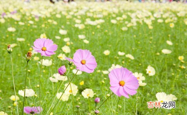古人的智慧给我们很多人生的启迪 一个人做什么很有讲究，也很有学问