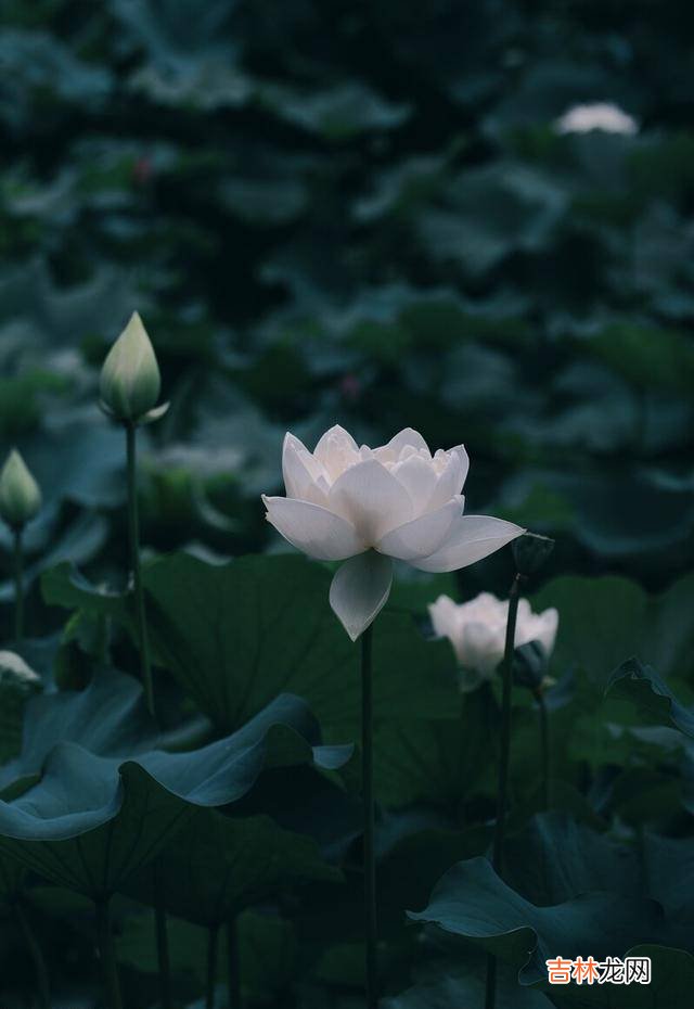 初夏，如初见，怦然心动，寂静清芬，如诗行，痴绝江南