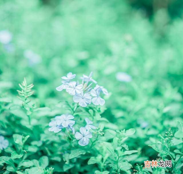 初夏，如初见，怦然心动，寂静清芬，如诗行，痴绝江南