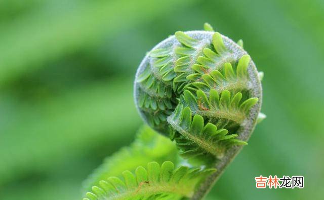 初夏，如初见，怦然心动，寂静清芬，如诗行，痴绝江南