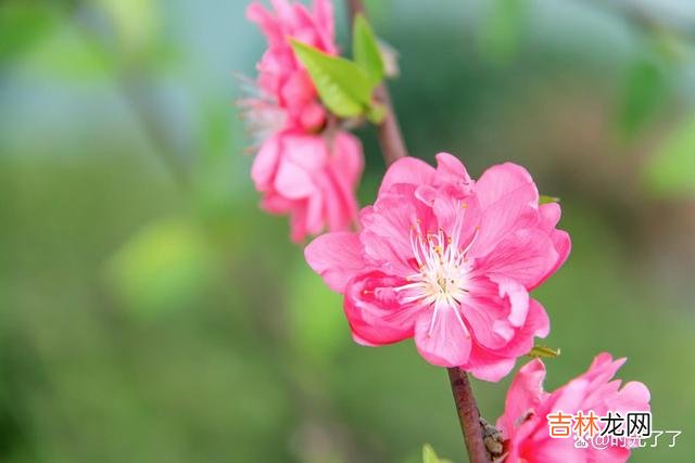两棵树靠得太近 男女之间，无论以怎样的身份相处，总是逃不过“亲密有间”四个字