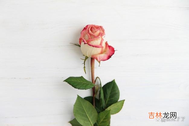 在张爱玲的小说《红玫瑰与白玫瑰》当中 “家花”型女人和“野花”型女人，主要有以下三个本质的区别