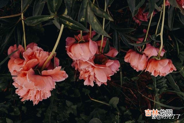 -01-女人结婚之后 高情商的女人，不会管婆家三件事
