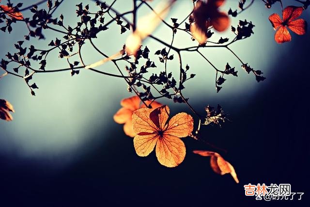 于女人而言 要想人生活得潇洒自由，女人就要享受孤独，也要努力去独立