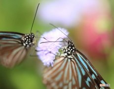 飞蛾是昆虫吗  飞蛾是属于昆虫吗