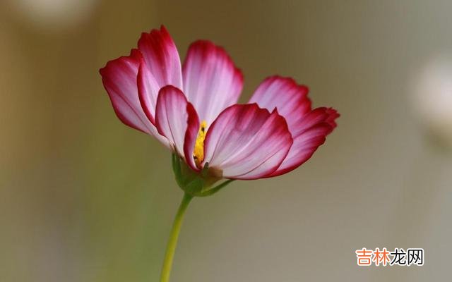 女人这一生 自带“贵气“的女人，都有这三个习惯，希望你每一个都有
