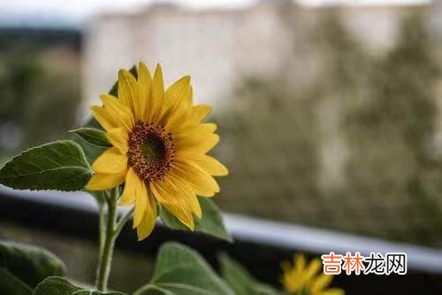 1.以前人们都说 人到中年后，爱情那些风花雪月都已经不太重要了