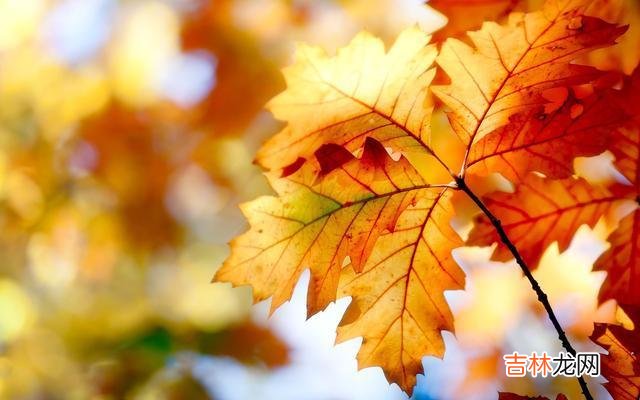 那些年轻的时候 那些城里被“吃绝户”的独生女家庭，老了老了往往只有这几种结局