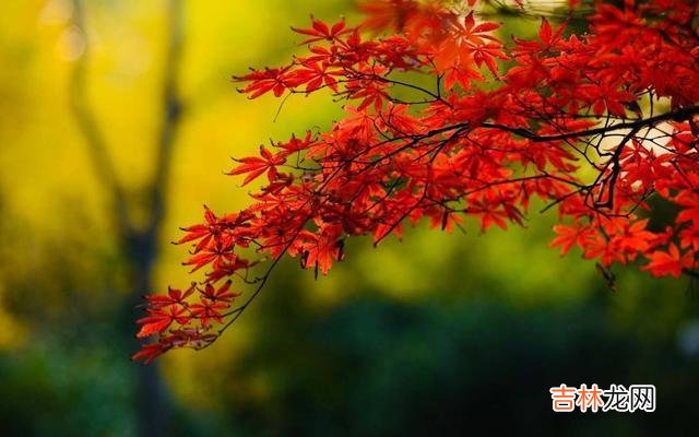 那些年轻的时候 那些城里被“吃绝户”的独生女家庭，老了老了往往只有这几种结局