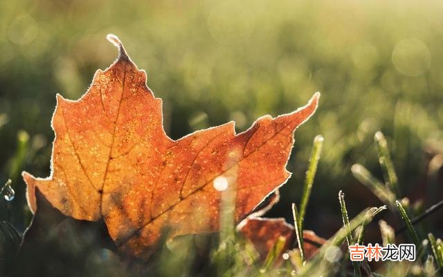 那些年轻的时候 那些城里被“吃绝户”的独生女家庭，老了老了往往只有这几种结局