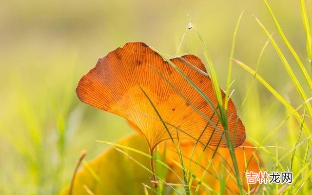 那些年轻的时候 那些城里被“吃绝户”的独生女家庭，老了老了往往只有这几种结局