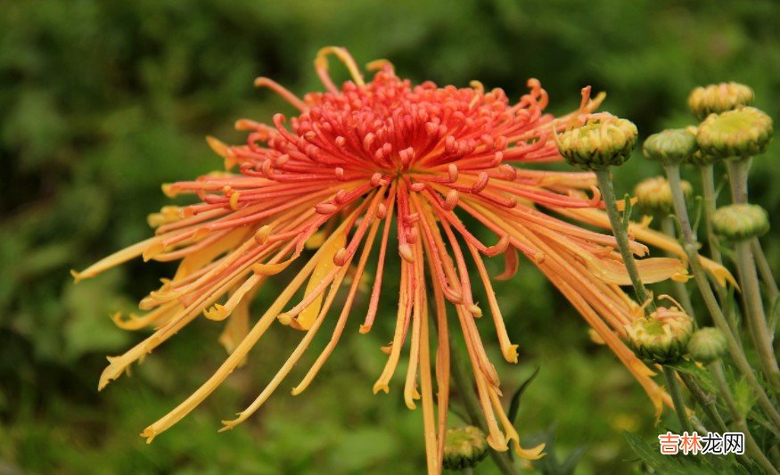 菊花的形状色彩香味是什么  菊花的形状色彩香味介绍