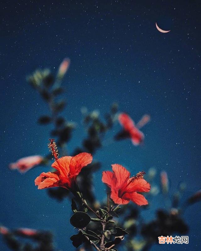 1.爱情总是像花一样美好 如果你爱上一个自己很想爱的人，那就好好去爱吧