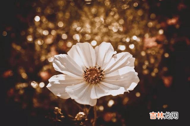 听过一句话：没有人喜欢孤独 一个人没有朋友，亲情也很淡漠，反而说明他在这两方面很厉害