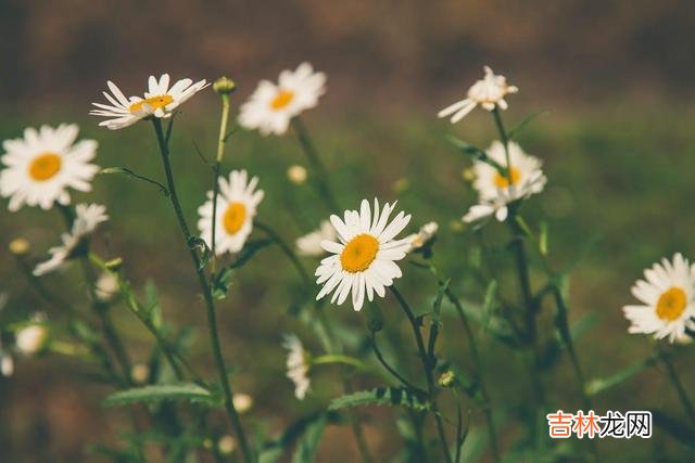 这世间 兄弟姐妹之间关系再好，也要做到这四句话