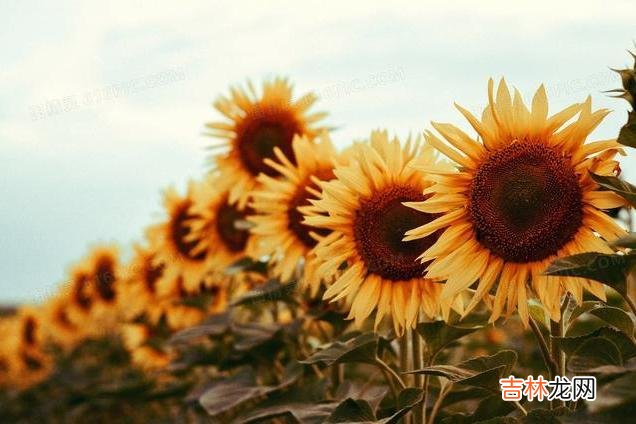 有些女人之所以被婆家看不起 情商高的女人不会做的四件蠢事，导致全家人不得安生
