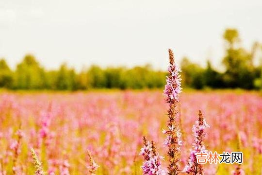 我一直觉得亲家之间最好的关系 以下三种话，能不在亲家面前说，就尽量别说，显得情商很低
