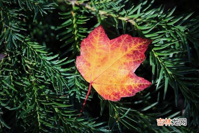 古语有云：命里有时终须有 老天要渡你，往往命里会给你以下几个提示