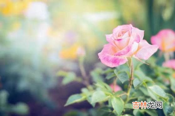 为什么有些男人老了还要坚持找老伴儿？在我们一贯的认知里 为什么有些男人老了还找老伴儿？这些原因很现实