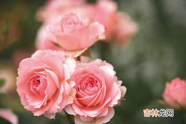 这个世界上有百分百完美的伴侣和百分百完美的婚姻吗？没有。|大龄剩女，过了40岁才发现一个残酷真相