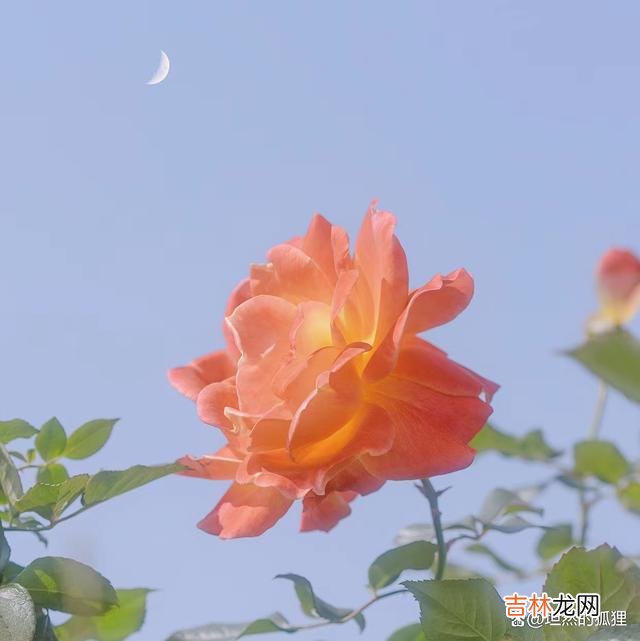 写在开始：佛家对人生...|男人心里有了“相思”，再见面的时候，他会难掩心境