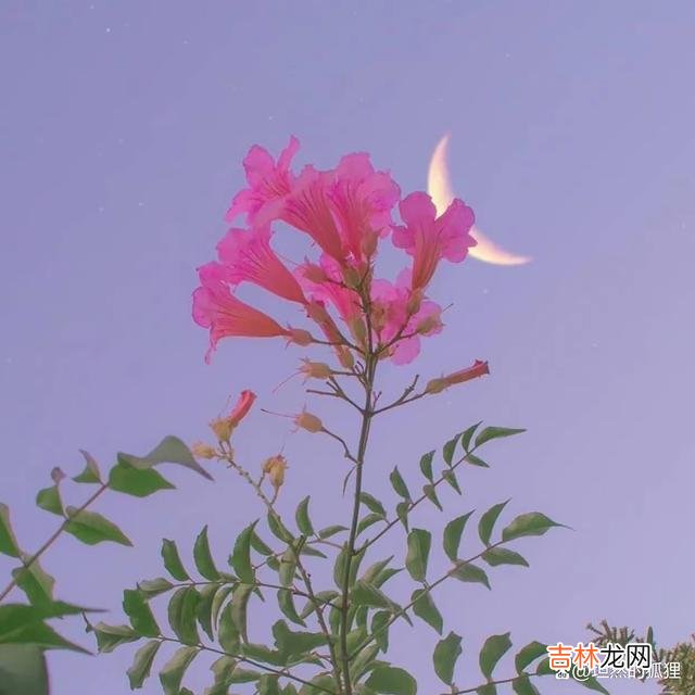 写在开始：佛家对人生...|男人心里有了“相思”，再见面的时候，他会难掩心境