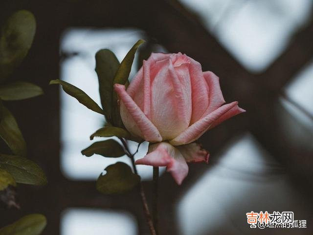 不知道何时 女人爱上“有妇之夫”，从一开始，就是错的真爱