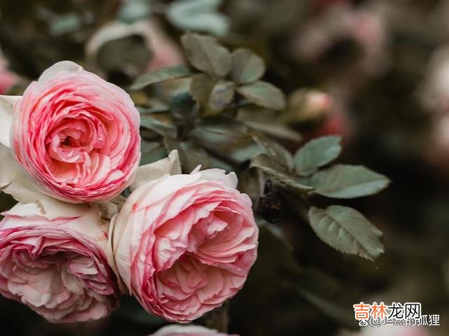不知道何时 女人爱上“有妇之夫”，从一开始，就是错的真爱