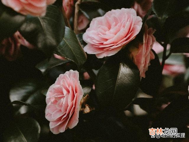 不知道何时 女人爱上“有妇之夫”，从一开始，就是错的真爱