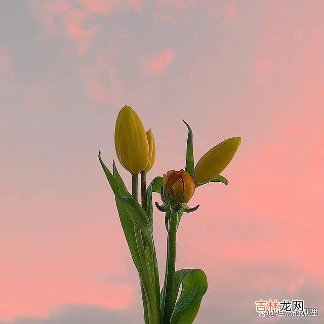 诗人白居易曾云：“大都好物不坚牢 男女之间，越能“互相成全”，越能爱得圆满