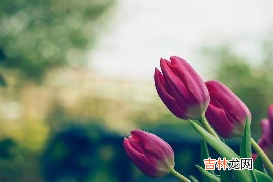 真正明智且有远见的人 母亲曾提醒儿子,女人若是没有以下三样,长得漂亮也不能娶