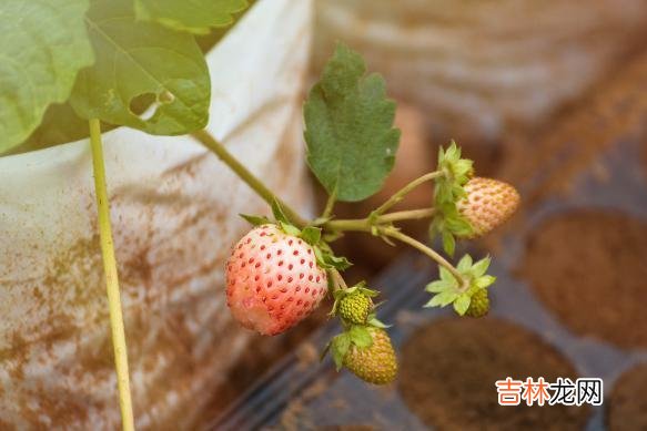 现如今 真正好的婚姻，容不下任何的利用和算计