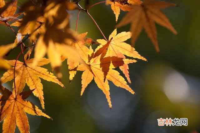 你发现了吗？人活到一定年纪就没有朋友了 没有朋友也不想社交，这三种心理，反而说明你很不简单