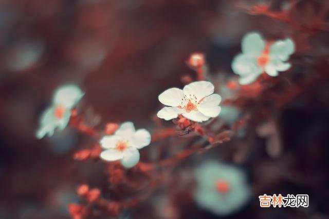在儿子和儿媳之间，这三件事，你一定要知道