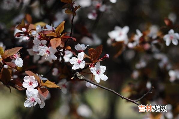 在儿子和儿媳之间，这三件事，你一定要知道