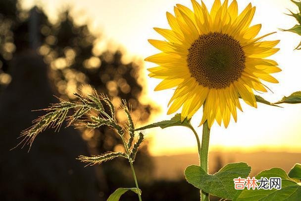 友情和亲情是我们生命里极其重要且不可分割的一部分 友情和亲情也很淡薄，离不开三个原因，每一个都很现实