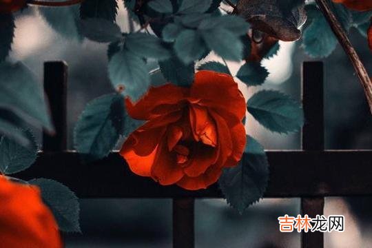 俗话说：害人之心不可有 结婚后，不要告诉丈夫娘家的这几件事