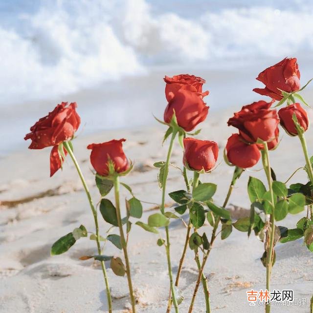 写在开始：当年 两人相爱，从不是一直寻觅新鲜感，真正的“刚需”，应该是这句话