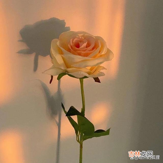 大多数婚姻成功的女人，在情爱世界里，绝对不是一般人