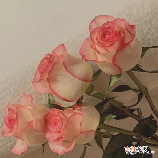 -01-写在开始：还记得网上曾有一个讨论：女人在生病的...|感情里，一个人最大的底气，就是你“遇到事的时候“，你内心不慌