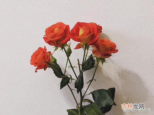 《三十而已》看到最后 女人的婚姻，越往后走，你越会感受到，和谁在一起都一样