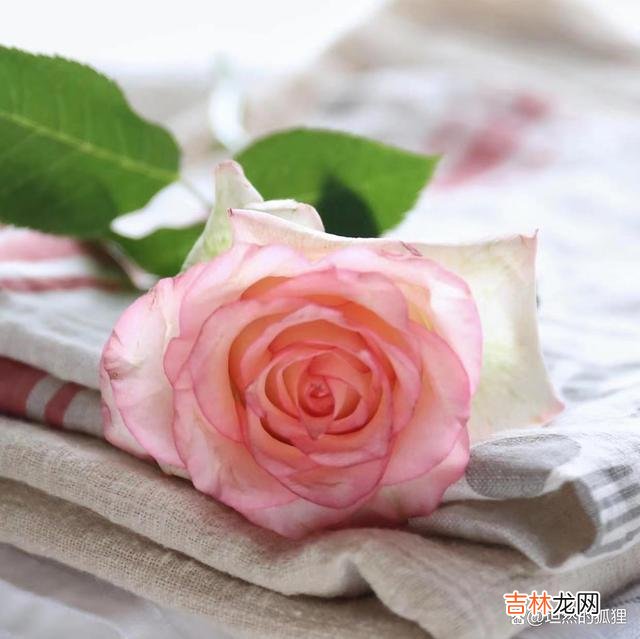 01开篇语《千与千寻》里说道：人生是开往坟墓的列车 无缘，即便你再强求，再和他日日缠绵，最后也是一场离散