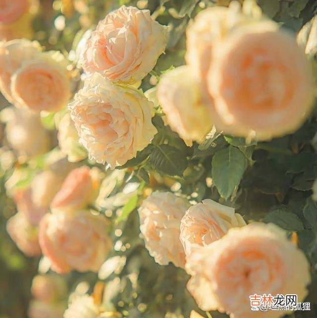 或许 女人不爱了，除了沉默，就是冷漠