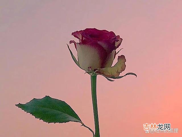 有一句话：醉过才知酒浓 爱上一个人，只需要一个瞬间，忘记一个人却需要许多年