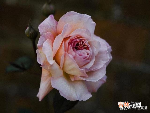 -01-古时候 男人婚外遇到的“红颜知己”，大都是由于这两个原因